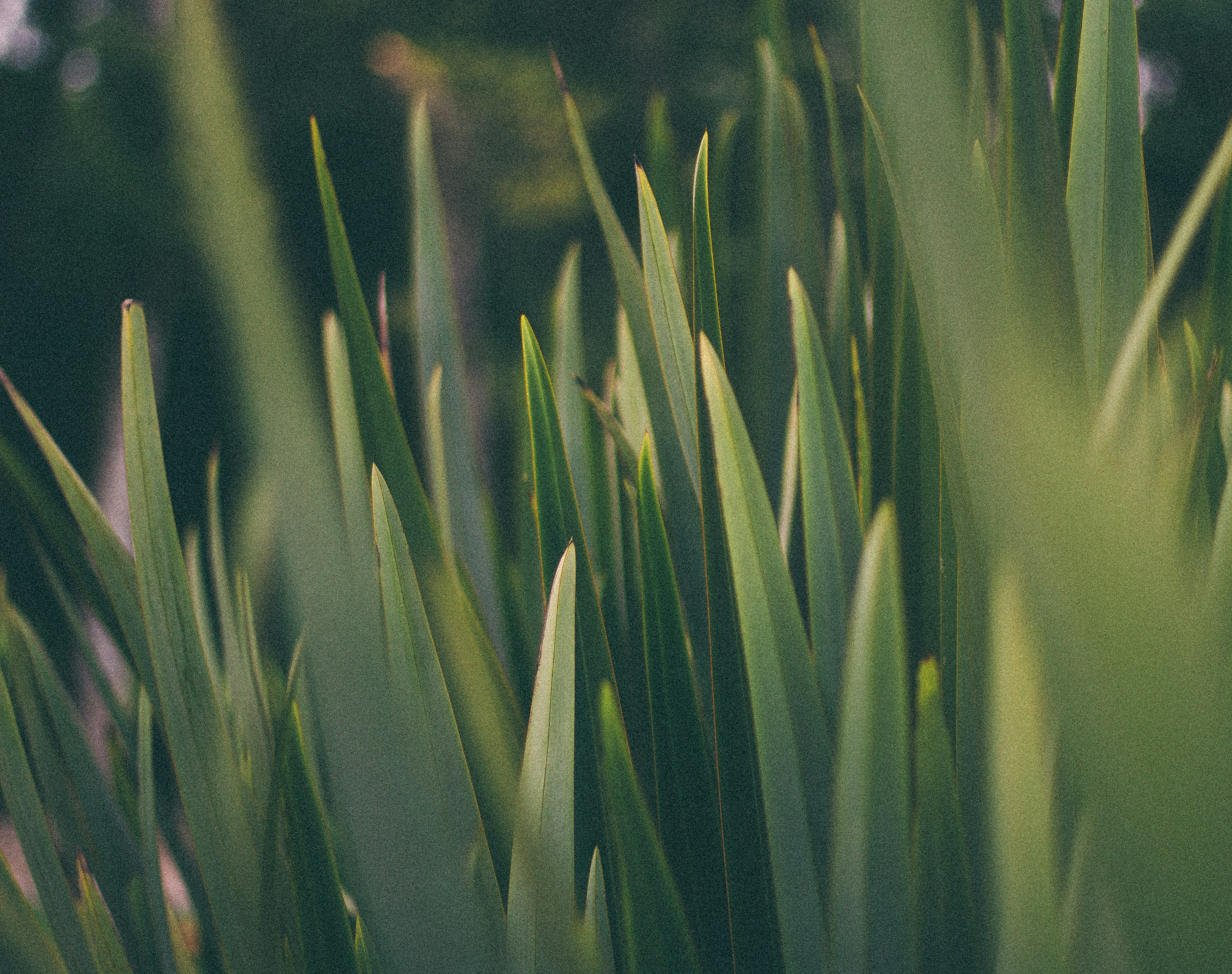 macro shot photography of grass